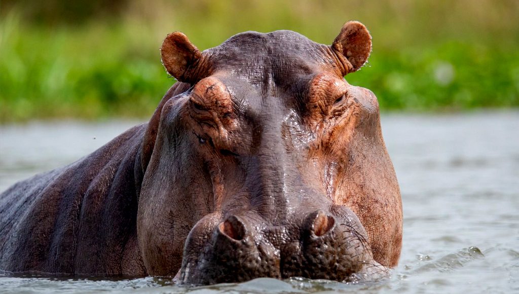 12-days-gorilla-trekking-and-wildlife-tour-in-uganda