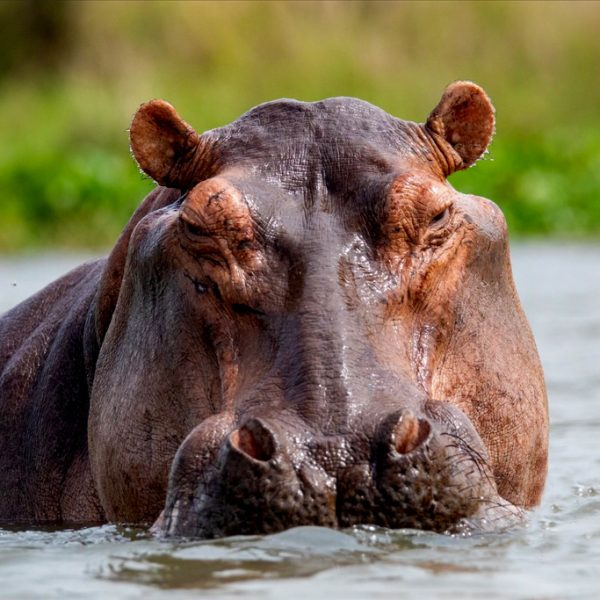 12-days-gorilla-trekking-and-wildlife-tour-in-uganda
