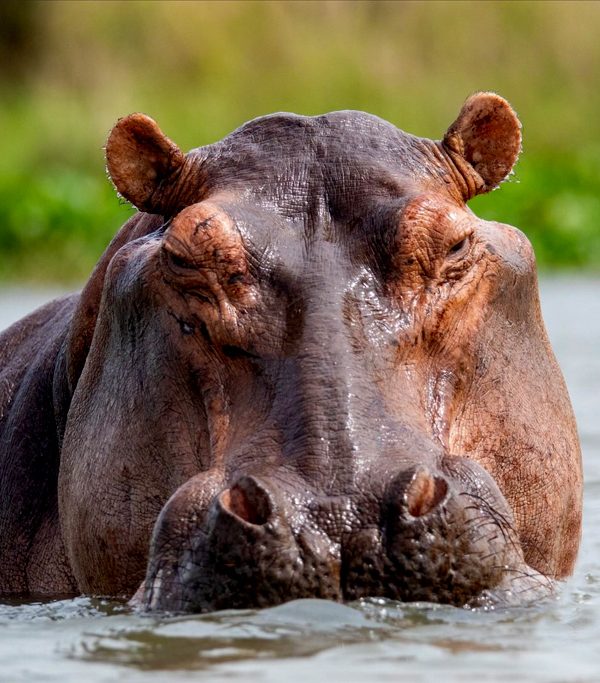12-days-gorilla-trekking-and-wildlife-tour-in-uganda