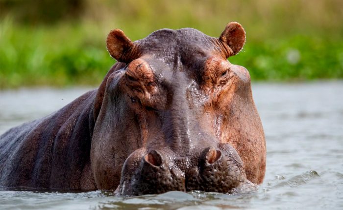 12-days-gorilla-trekking-and-wildlife-tour-in-uganda