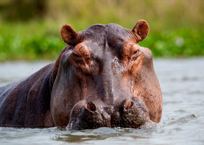 12-days-gorilla-trekking-and-wildlife-tour-in-uganda