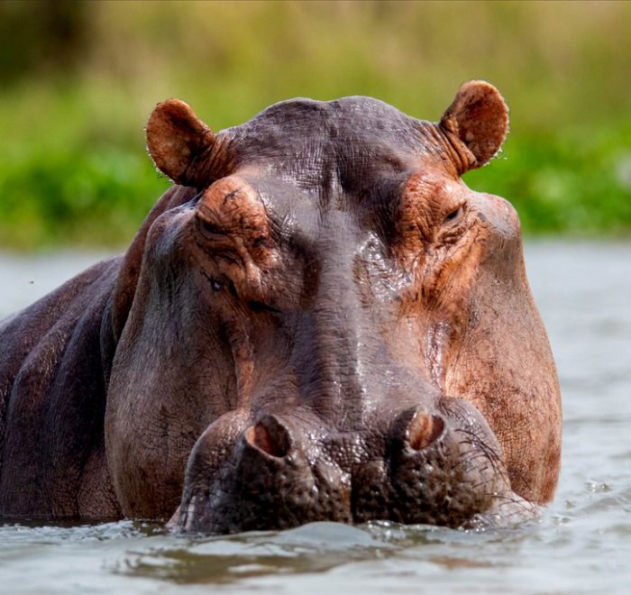 12-days-gorilla-trekking-and-wildlife-tour-in-uganda