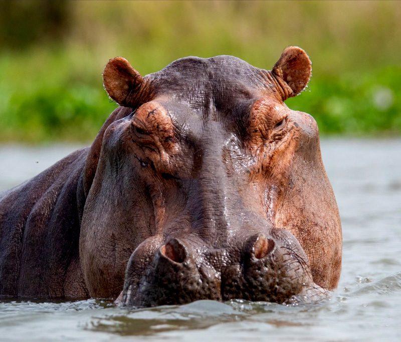 12-days-gorilla-trekking-and-wildlife-tour-in-uganda
