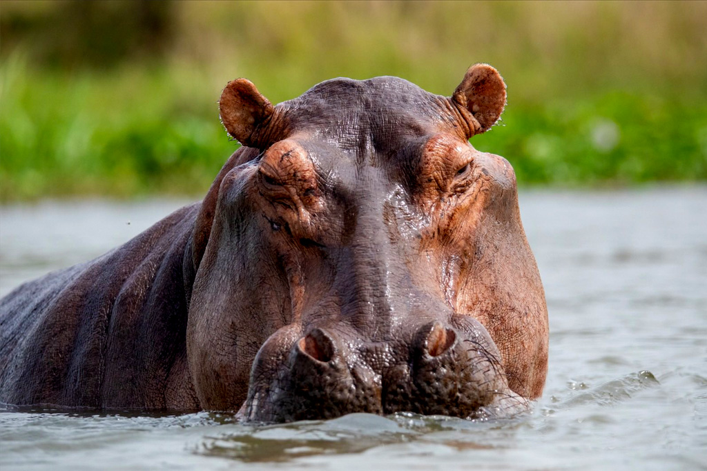 12-days-gorilla-trekking-and-wildlife-tour-in-uganda