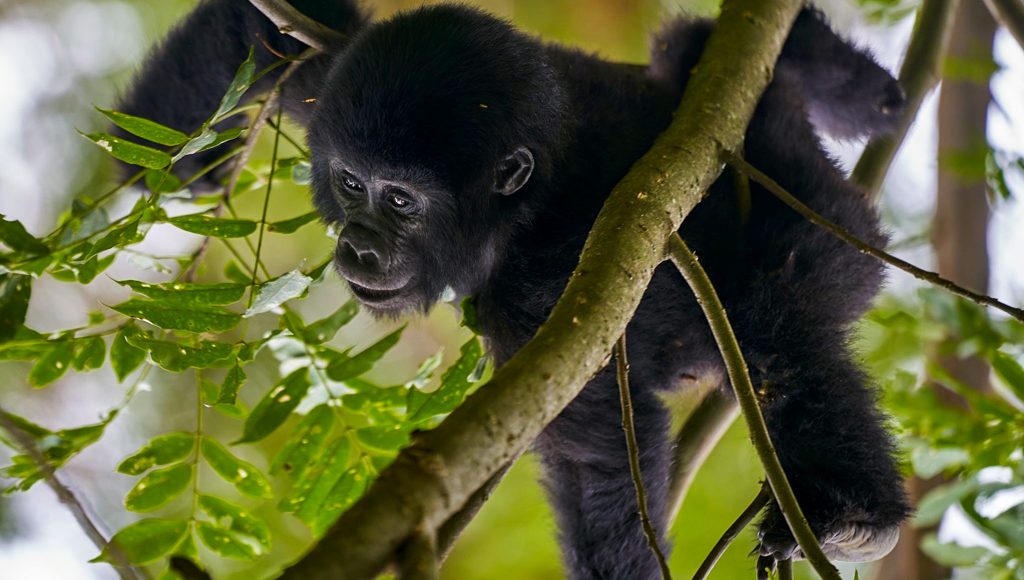 3-days-gorilla-trekking-uganda-safari