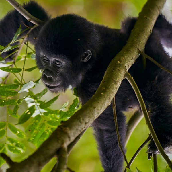 3-days-gorilla-trekking-uganda-safari