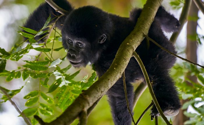 3-days-gorilla-trekking-uganda-safari