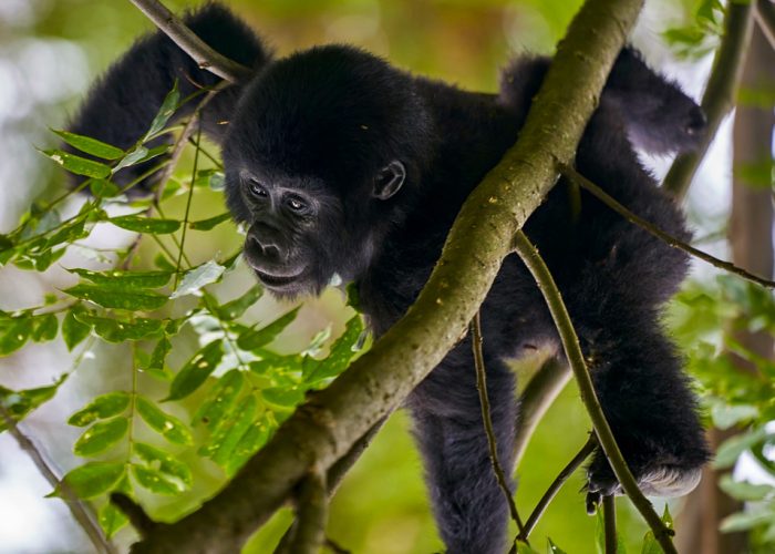 3-days-gorilla-trekking-uganda-safari