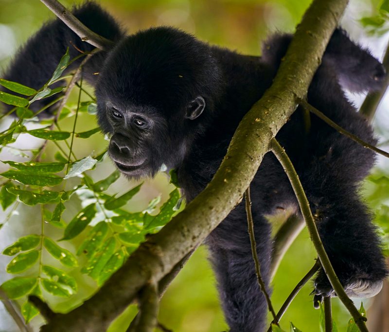 3-days-gorilla-trekking-uganda-safari
