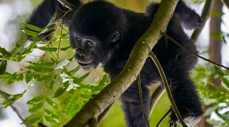 3-days-gorilla-trekking-uganda-safari