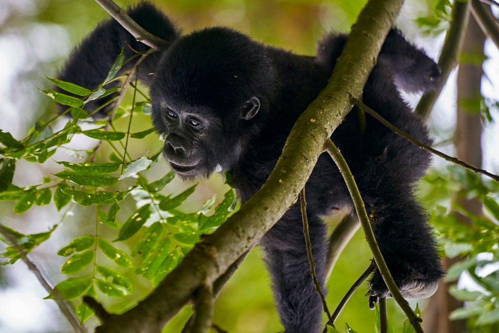 3-days-gorilla-trekking-uganda-safari