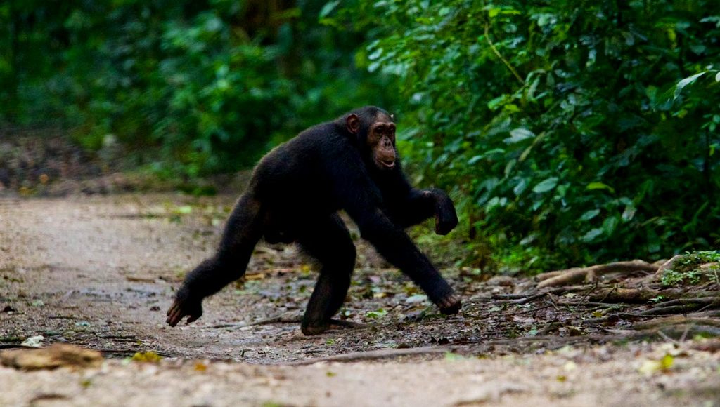 4-days-gorilla-chimpanzee-trekking-tour-in-uganda