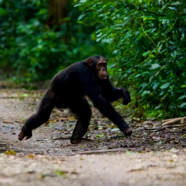 4-days-gorilla-chimpanzee-trekking-tour-in-uganda
