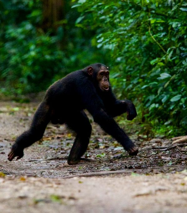 4-days-gorilla-chimpanzee-trekking-tour-in-uganda