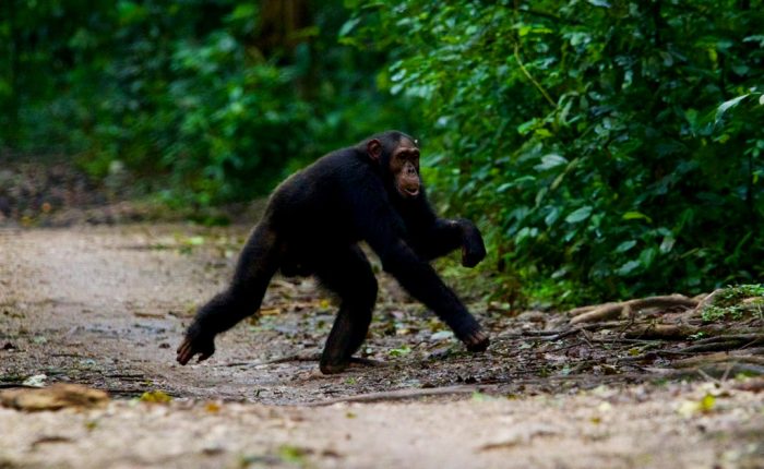 4-days-gorilla-chimpanzee-trekking-tour-in-uganda