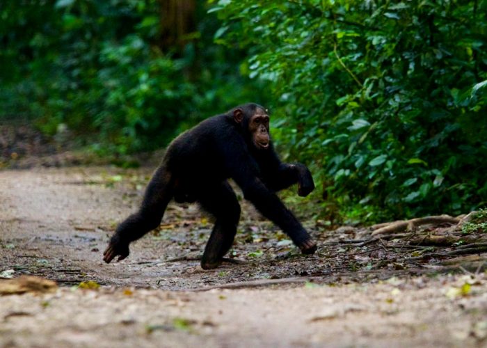 4-days-gorilla-chimpanzee-trekking-tour-in-uganda