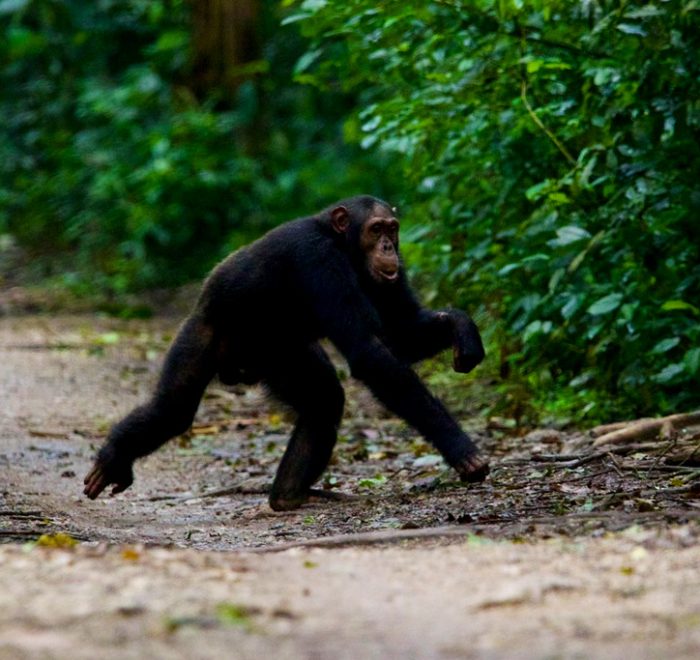 4-days-gorilla-chimpanzee-trekking-tour-in-uganda