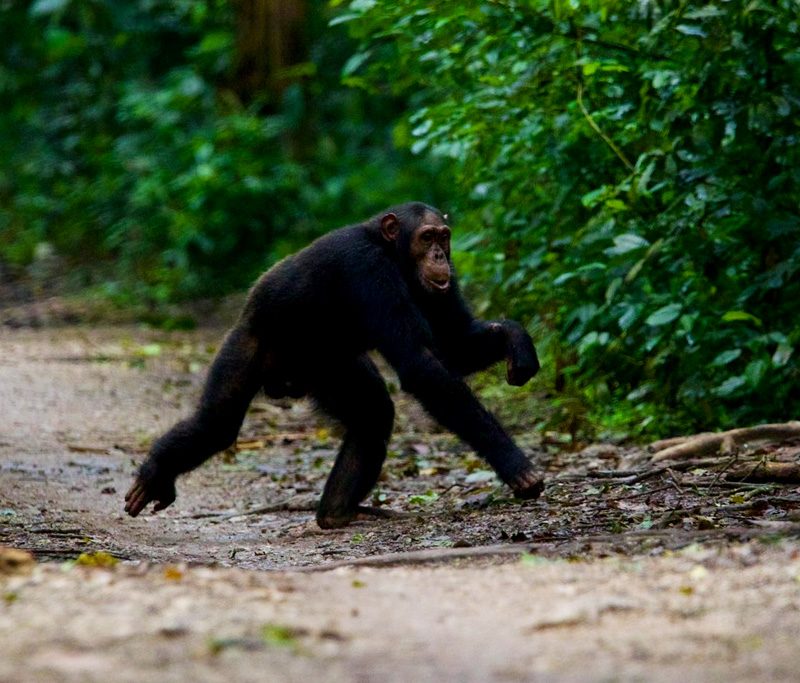 4-days-gorilla-chimpanzee-trekking-tour-in-uganda