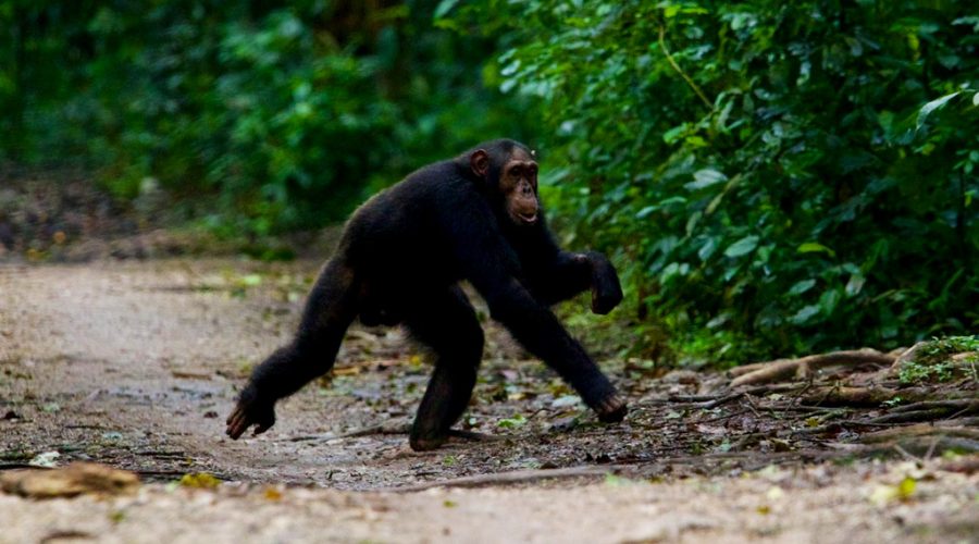 4-days-gorilla-chimpanzee-trekking-tour-in-uganda