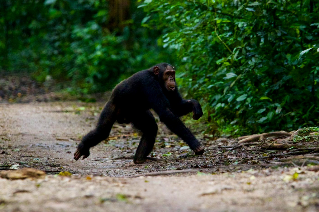 4-days-gorilla-chimpanzee-trekking-tour-in-uganda