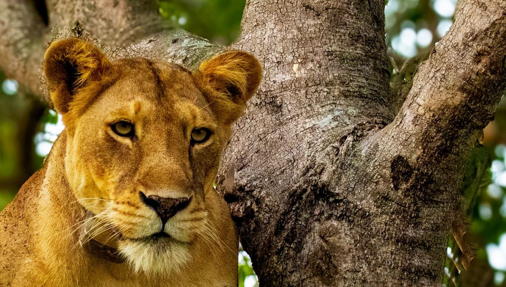 6-days-gorillas-chimps-and-wildlife-safari-tour