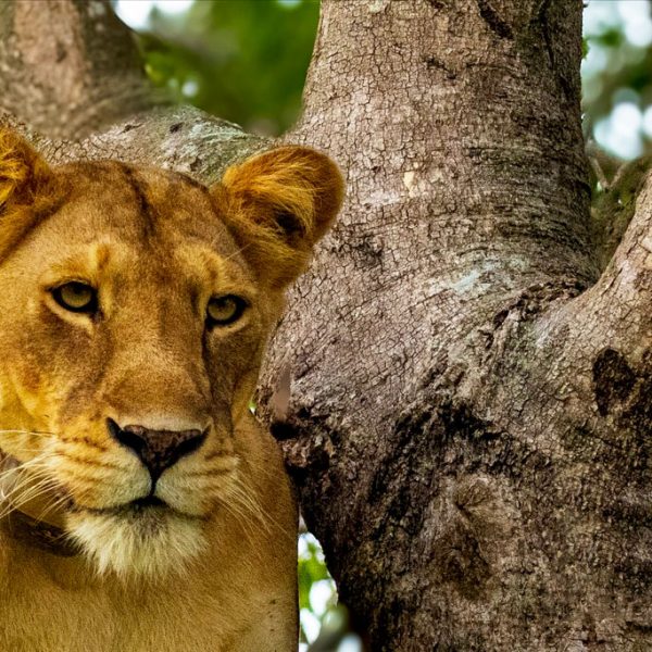 6-days-gorillas-chimps-and-wildlife-safari-tour