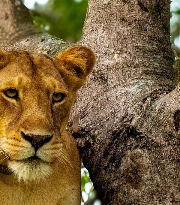 6-days-gorillas-chimps-and-wildlife-safari-tour
