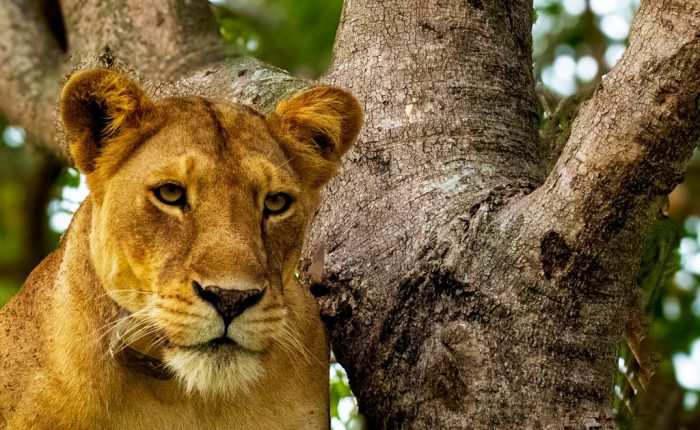 6-days-gorillas-chimps-and-wildlife-safari-tour