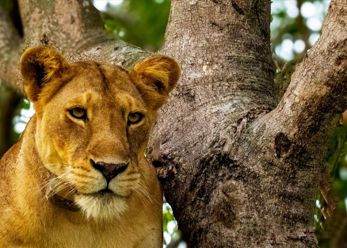 6-days-gorillas-chimps-and-wildlife-safari-tour