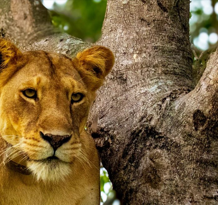 6-days-gorillas-chimps-and-wildlife-safari-tour