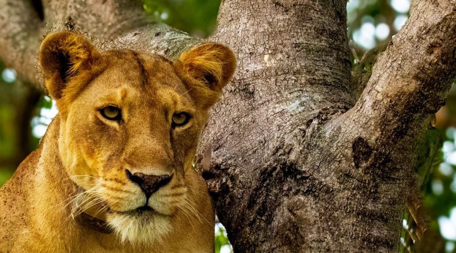 6-days-gorillas-chimps-and-wildlife-safari-tour