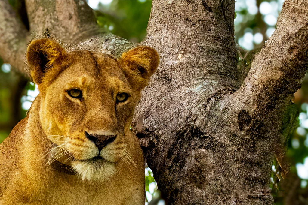 6-days-gorillas-chimps-and-wildlife-safari-tour
