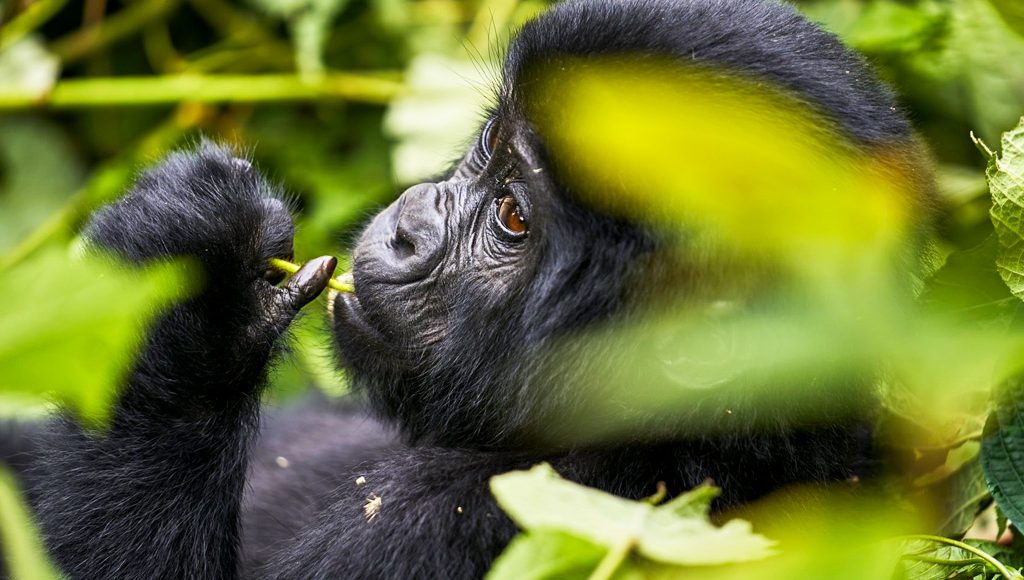 7-days-gorillas-chimps-and-wildlife-safari