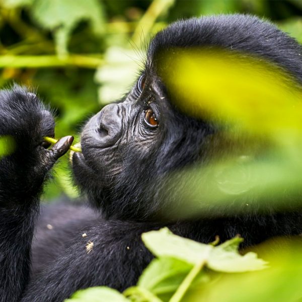 7-days-gorillas-chimps-and-wildlife-safari