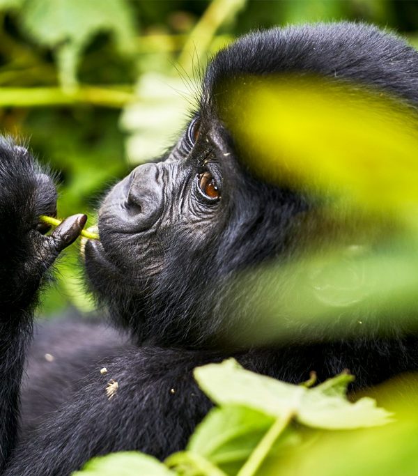 7-days-gorillas-chimps-and-wildlife-safari