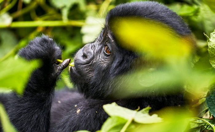 7-days-gorillas-chimps-and-wildlife-safari