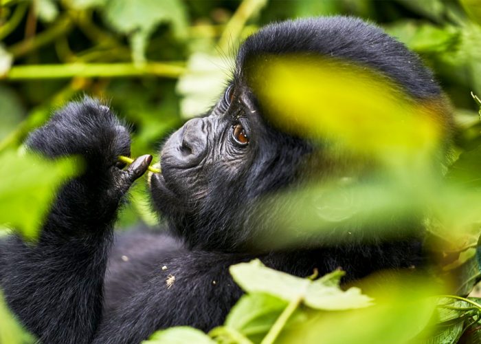 7-days-gorillas-chimps-and-wildlife-safari