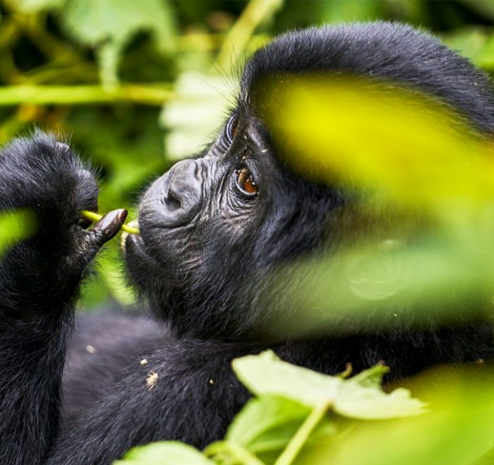 7-days-gorillas-chimps-and-wildlife-safari
