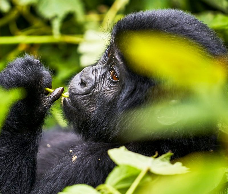 7-days-gorillas-chimps-and-wildlife-safari