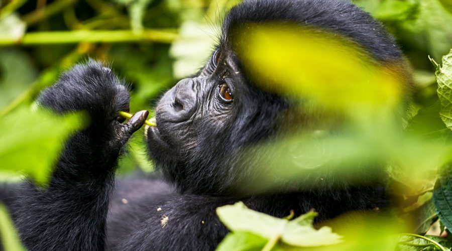 7-days-gorillas-chimps-and-wildlife-safari