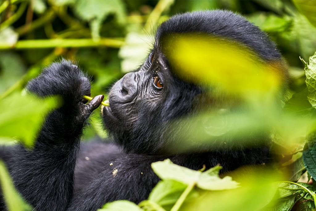 7-days-gorillas-chimps-and-wildlife-safari
