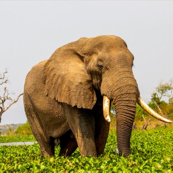 8-days-queen-elizabeth-murchison-falls-africa-big-five-safari