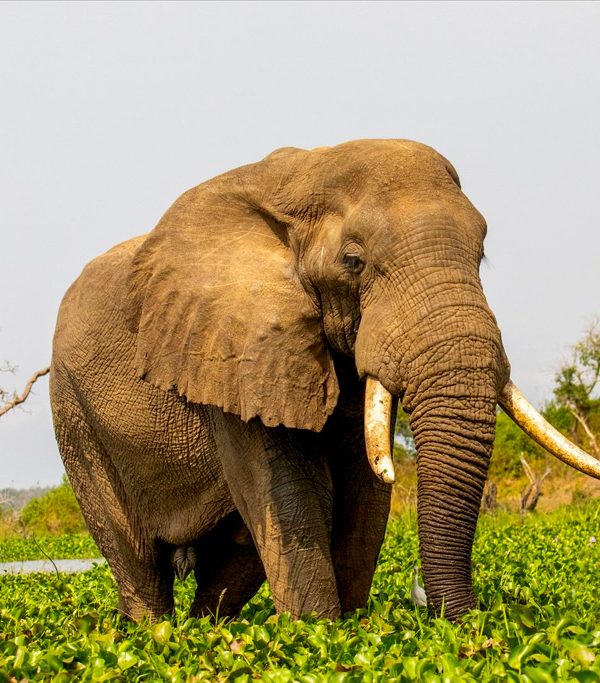 8-days-queen-elizabeth-murchison-falls-africa-big-five-safari