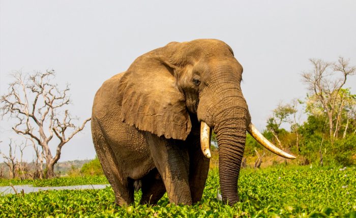 8-days-queen-elizabeth-murchison-falls-africa-big-five-safari