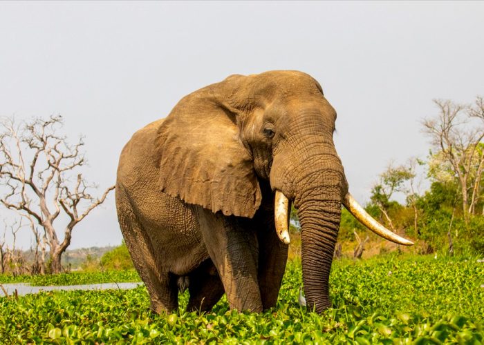 8-days-queen-elizabeth-murchison-falls-africa-big-five-safari