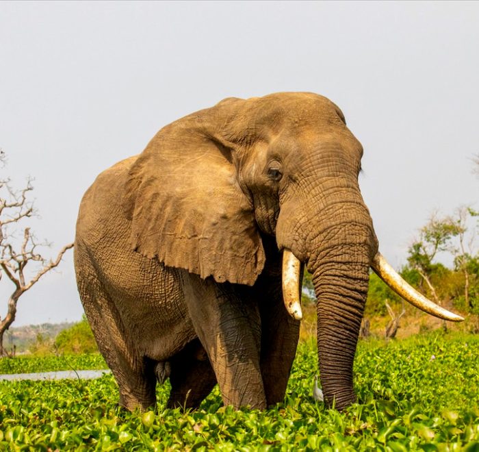 8-days-queen-elizabeth-murchison-falls-africa-big-five-safari