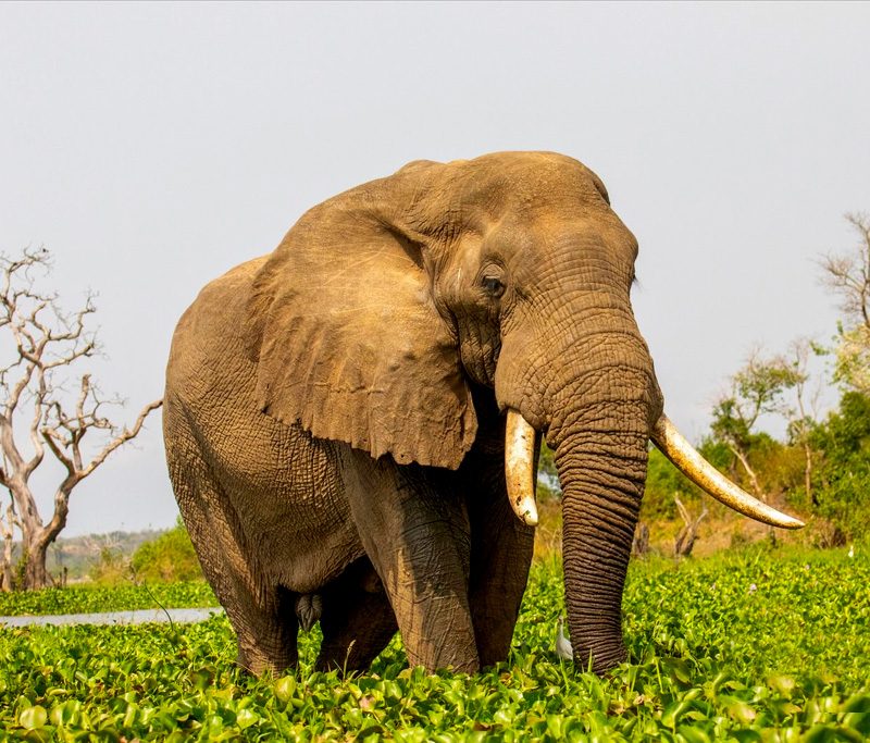 8-days-queen-elizabeth-murchison-falls-africa-big-five-safari