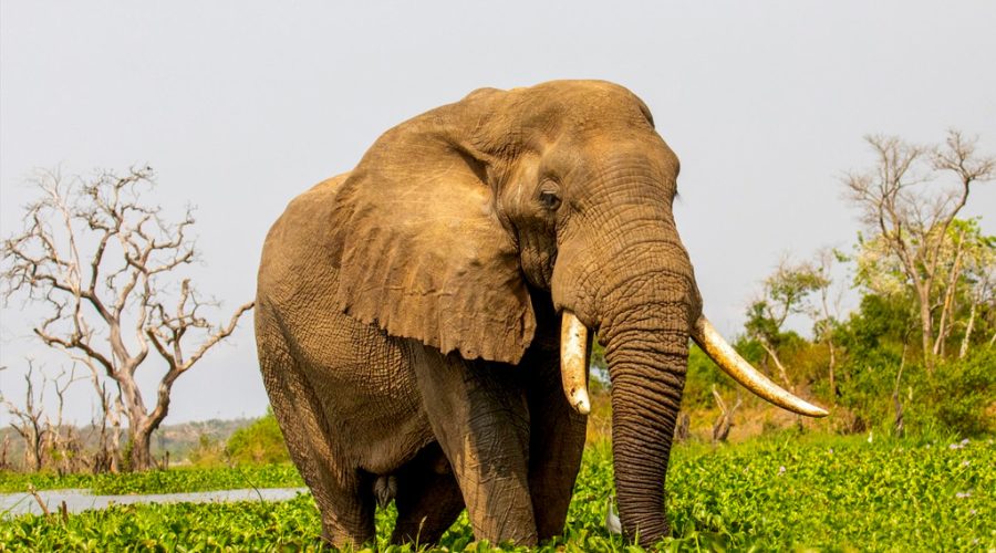 8-days-queen-elizabeth-murchison-falls-africa-big-five-safari
