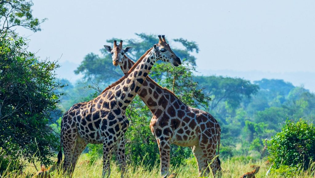 8-days-safari-to-kidepo-valley-murchison-falls