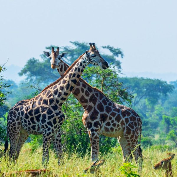 8-days-safari-to-kidepo-valley-murchison-falls